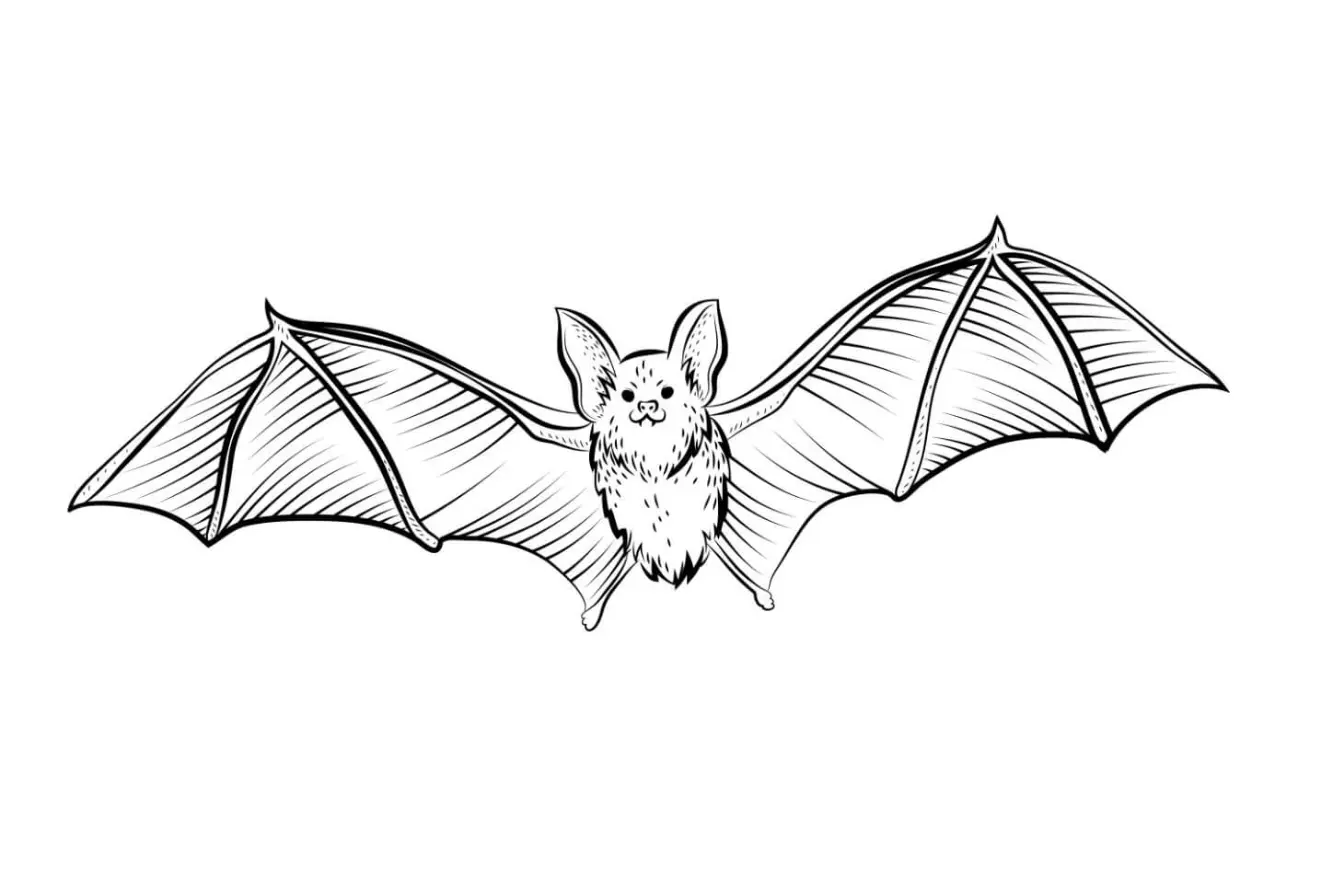 Free Bat Picture To Color In