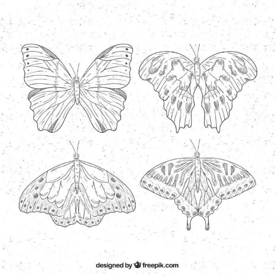 Free Butterfly Picture To Color In