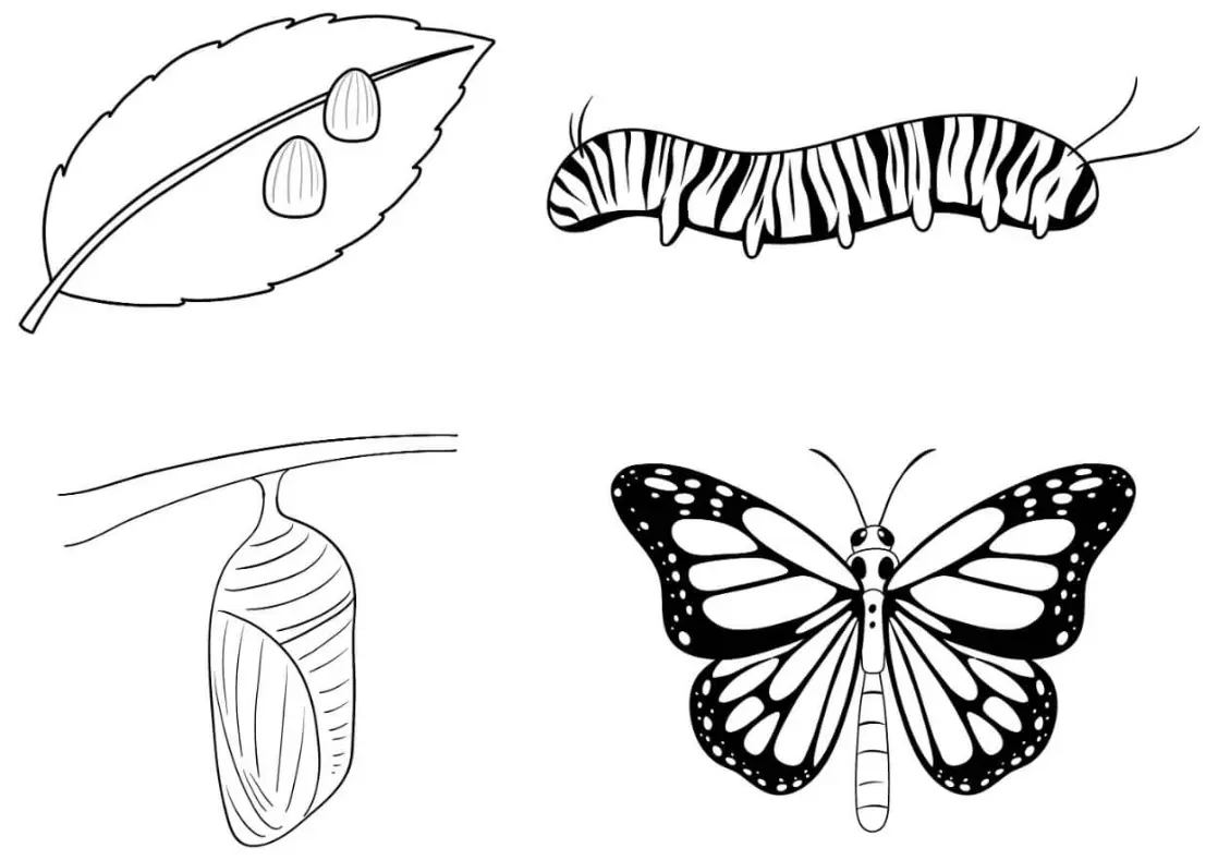 Free Butterfly Picture To Color In