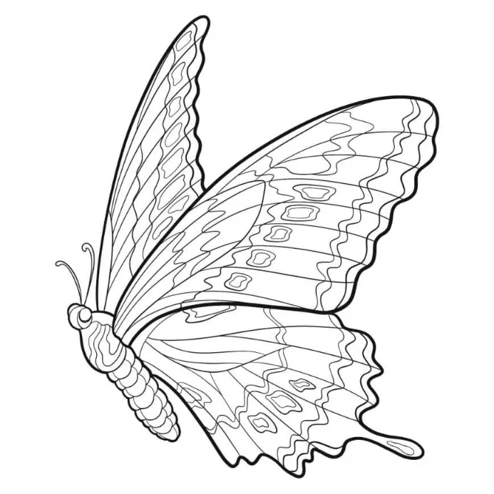 Free Butterfly Picture To Color In