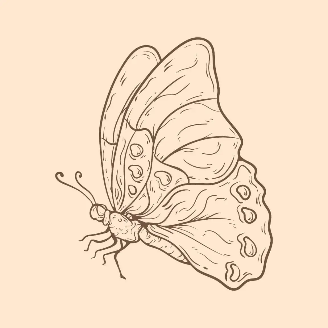 Free Butterfly Picture To Color In