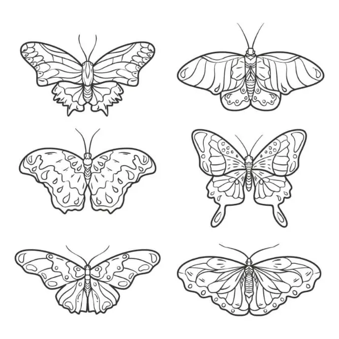 Free Butterfly Picture To Color In