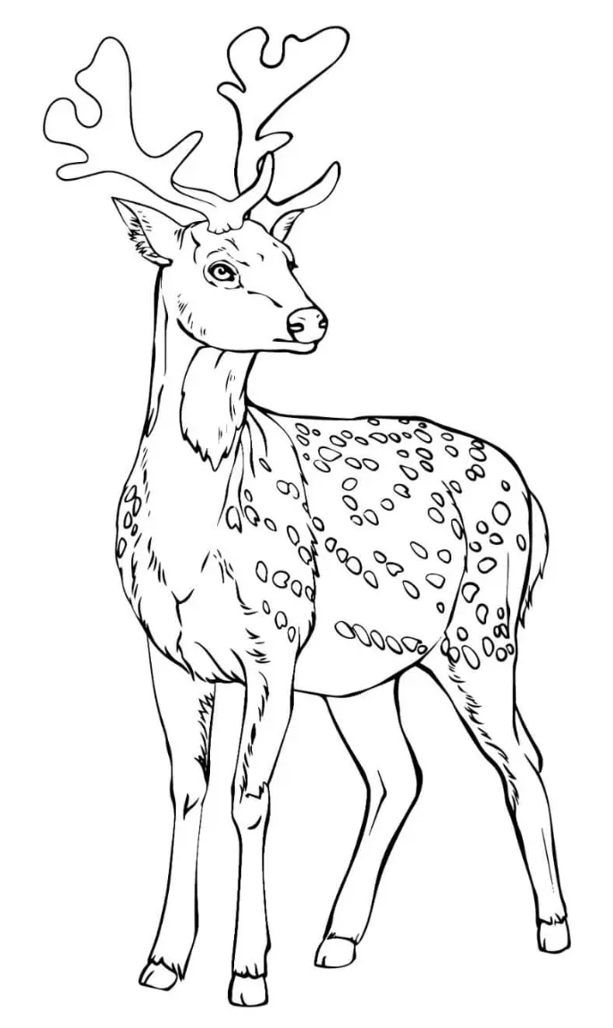 Free Deer Picture To Color In