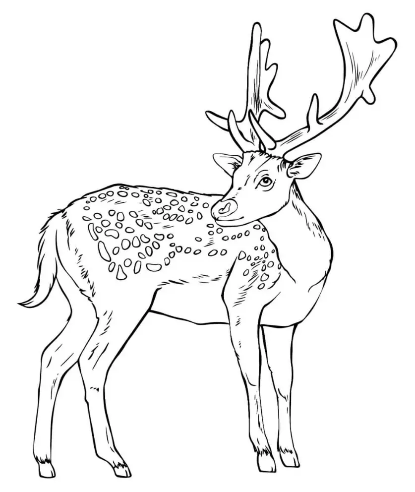 Free Deer Picture To Color In