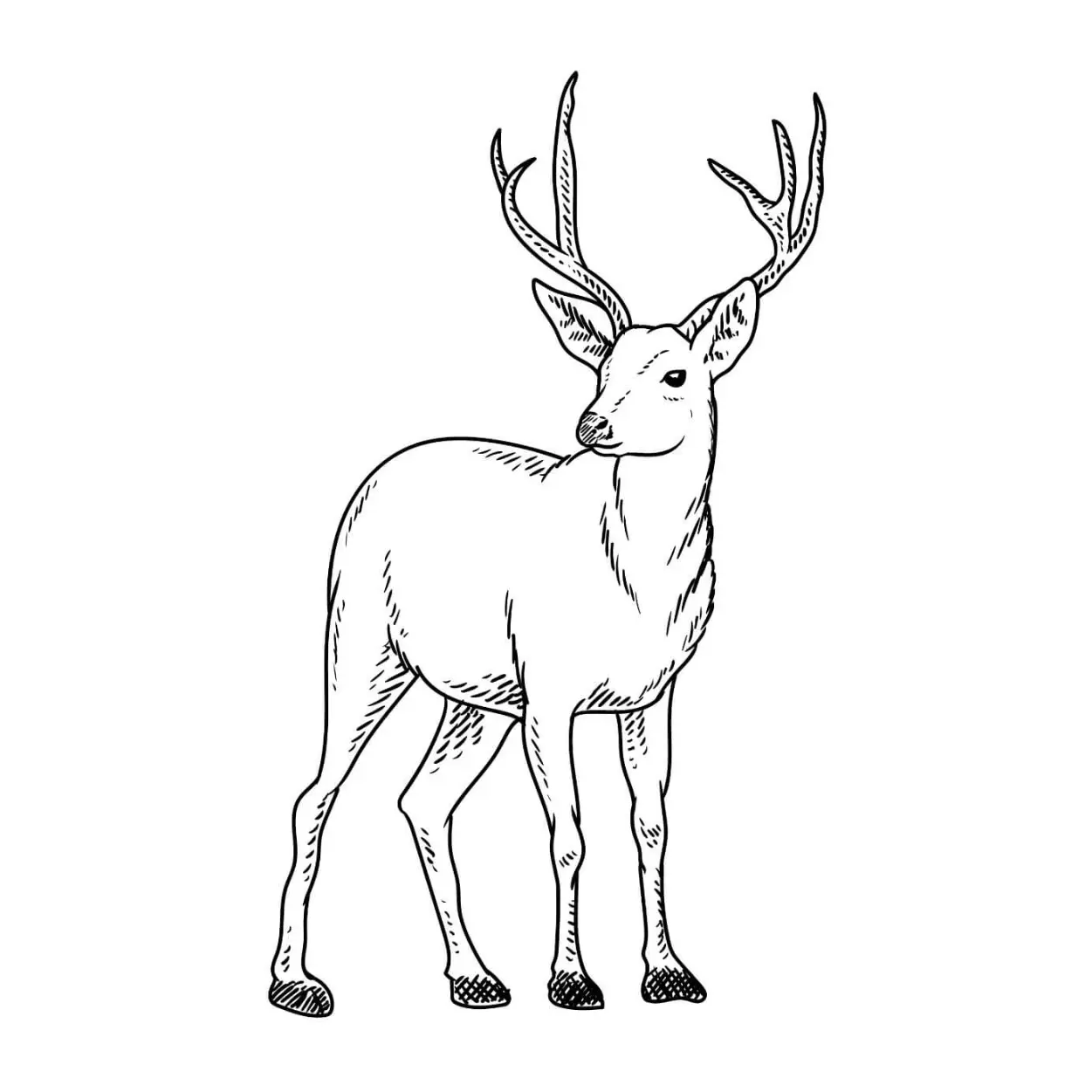 Free Deer Picture To Color In