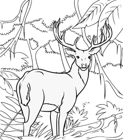 Free Deer Picture To Color In