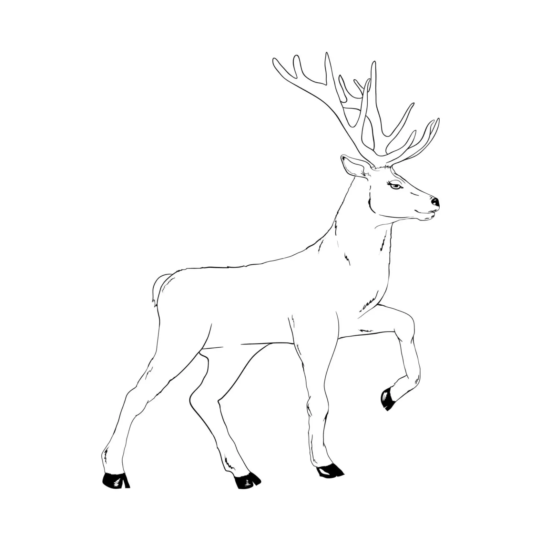 Free Deer Picture To Color In