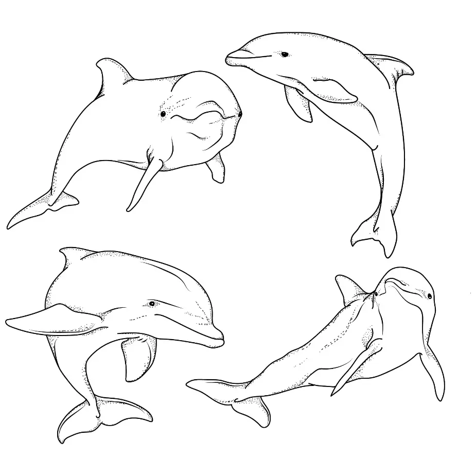 Free Dolphin Picture To Color In