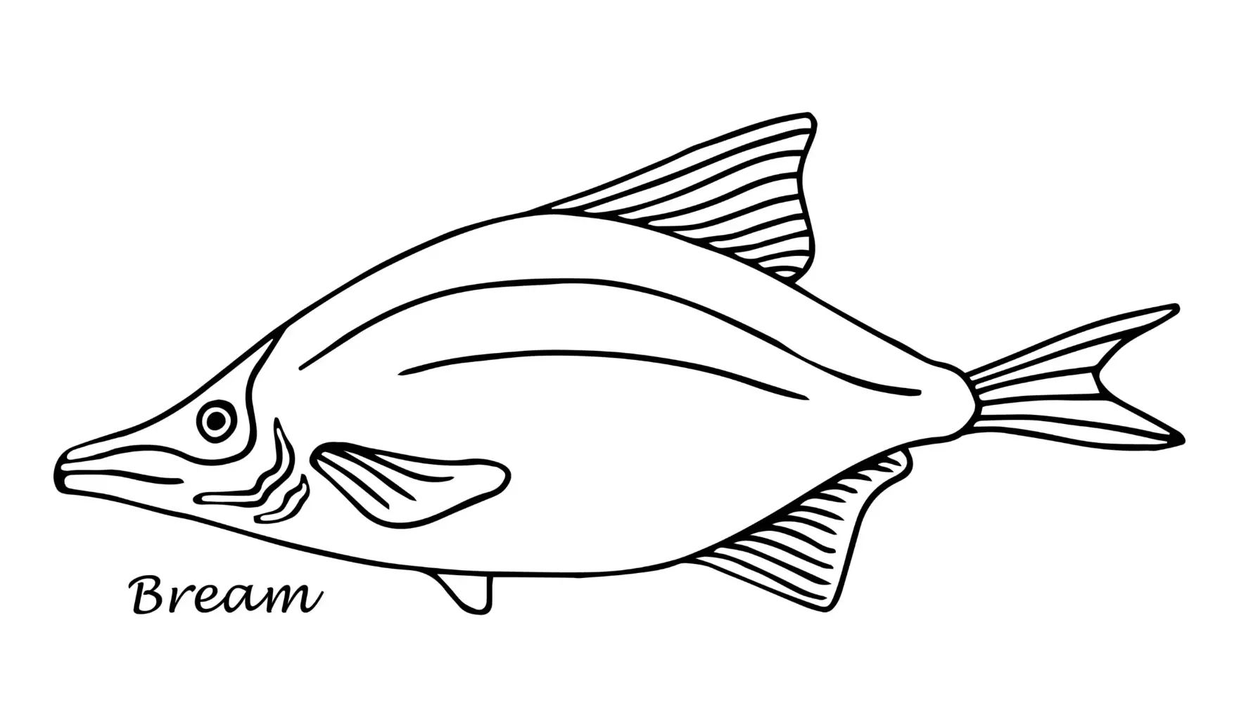 Free Fish Picture To Color In