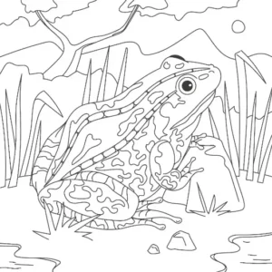 Free Frog Picture To Color In