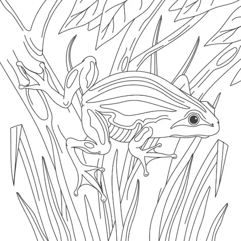 Free Frog Picture To Color In