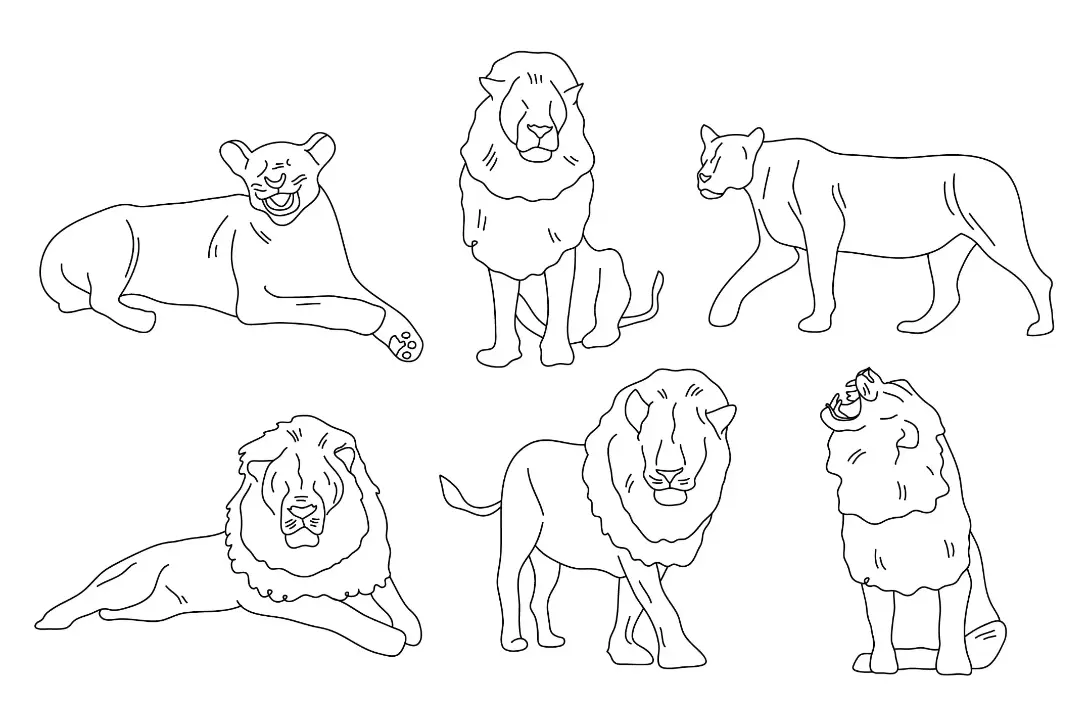 Free Lion Picture To Color In