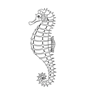 Free Seahorse Picture To Color In