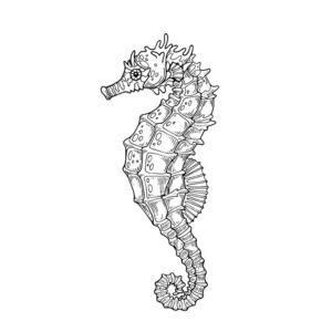 Free Seahorse Picture To Color In