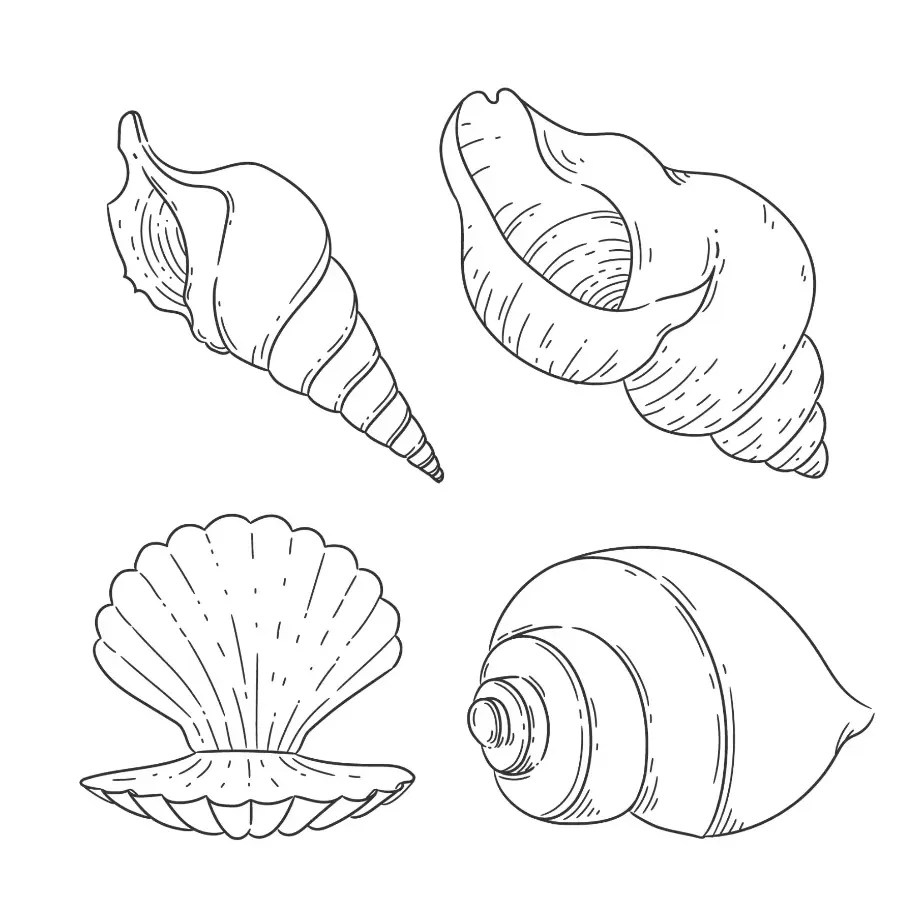 Free Shell Picture To Color In