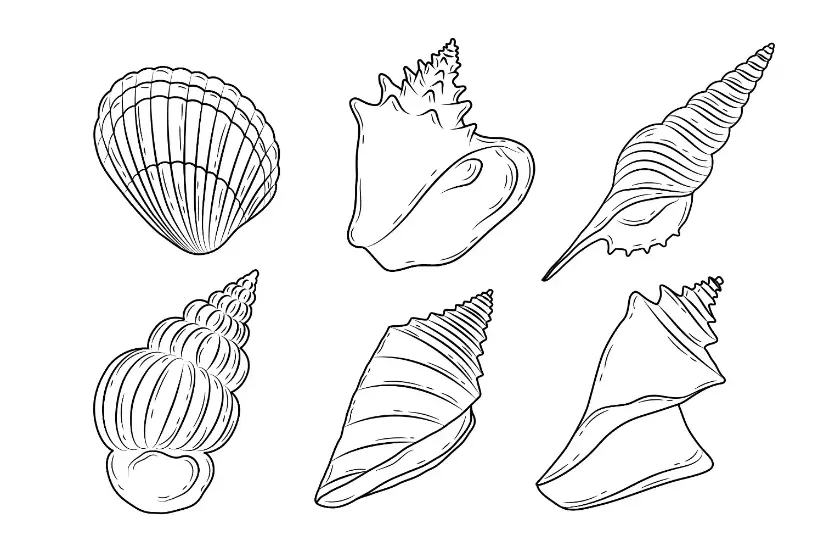 Free Shell Picture To Color In