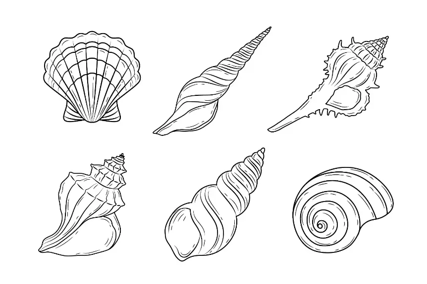 Free Shell Picture To Color In