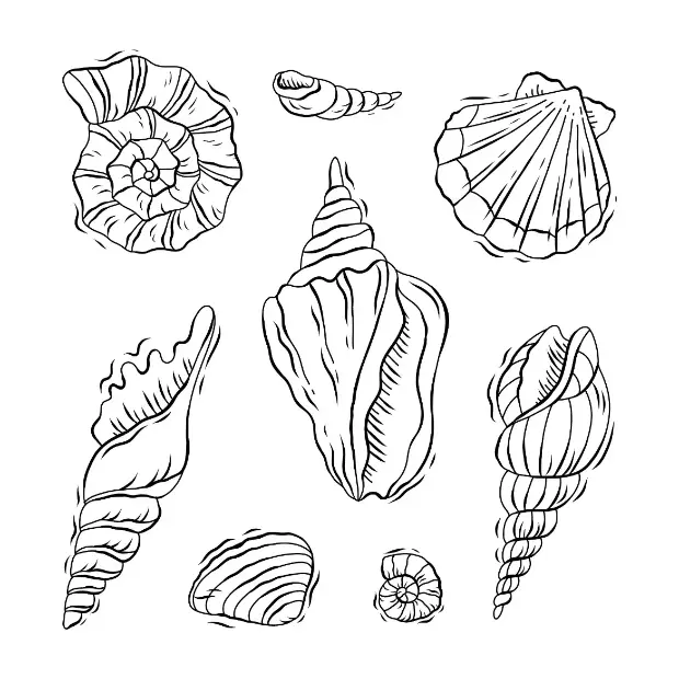 Free Shell Picture To Color In