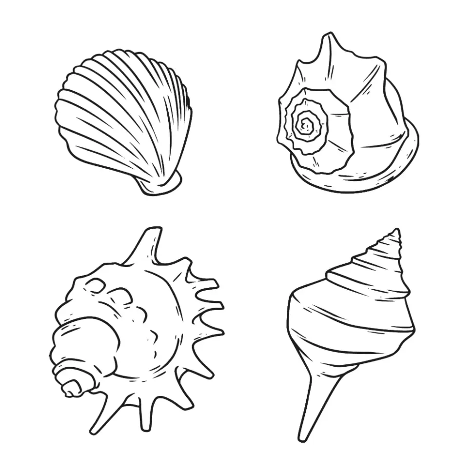 Free Shell Picture To Color In