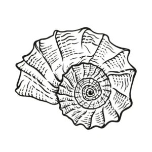 Free Shell Picture To Color In