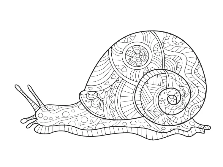 Free Snail Picture To Color In