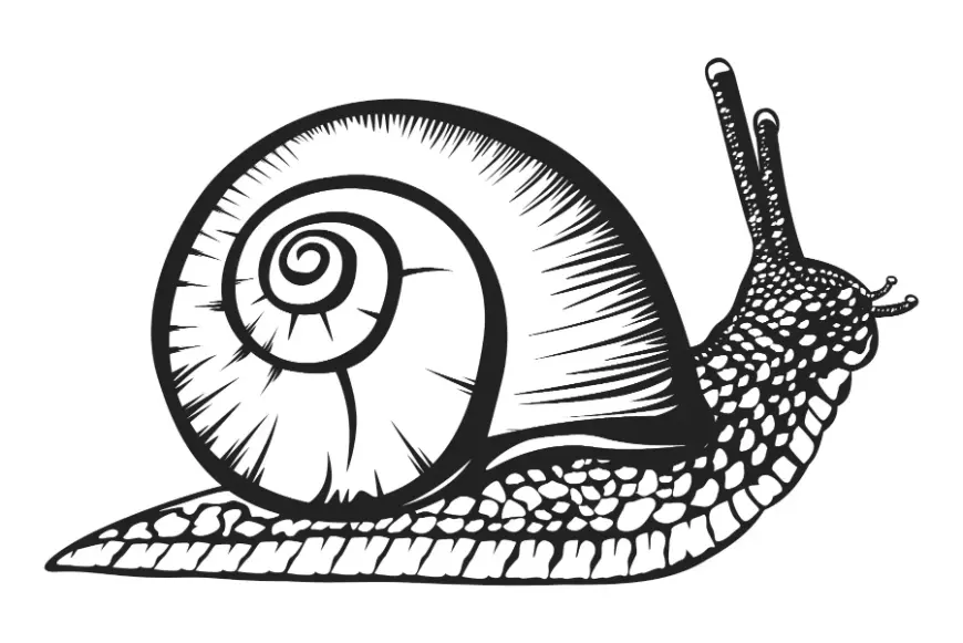 Free Snail Picture To Color In