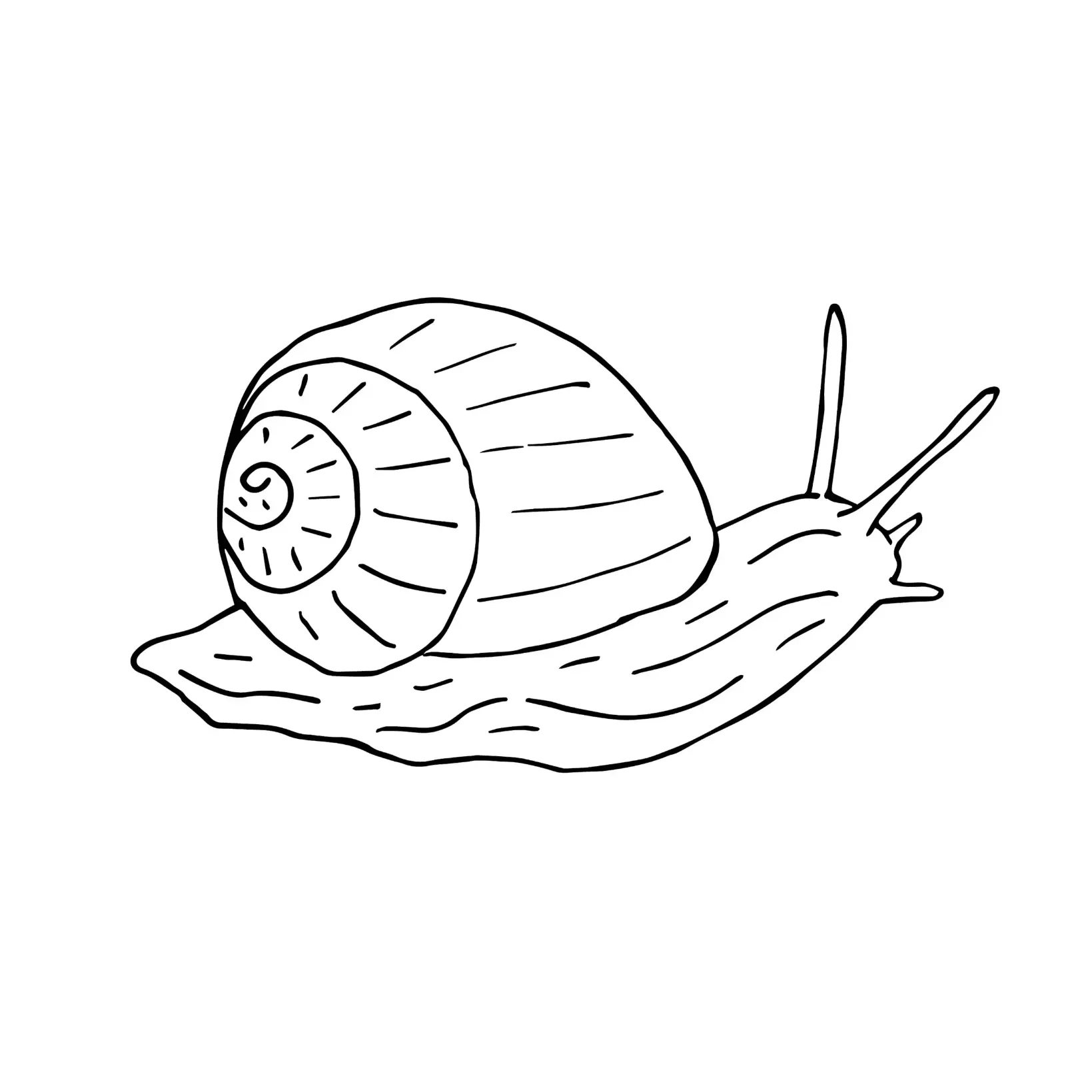 Free Snail Picture To Color In