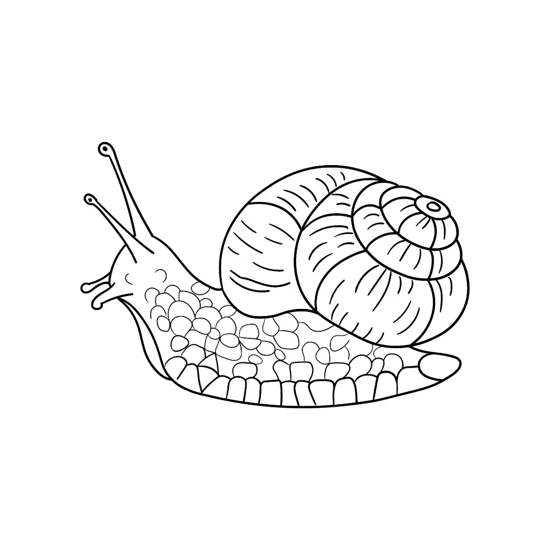 Free Snail Picture To Color In