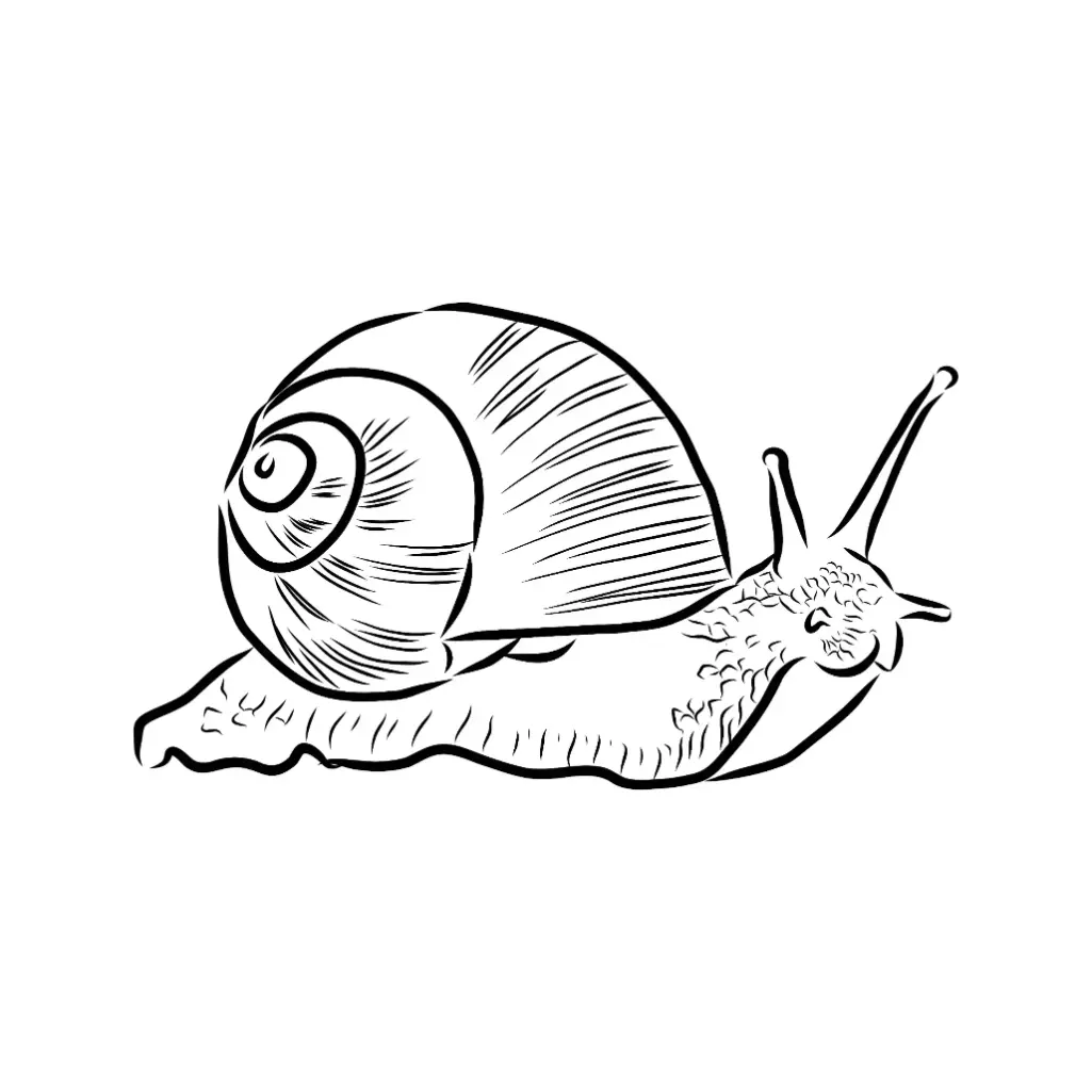 Free Snail Picture To Color In