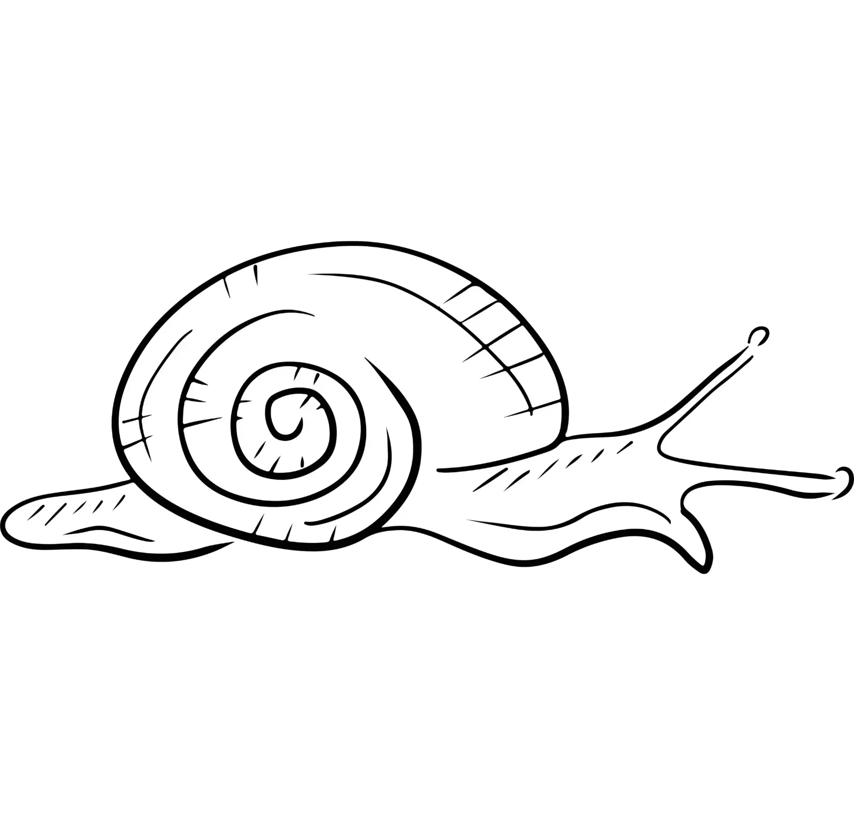 Free Snail Picture To Color In