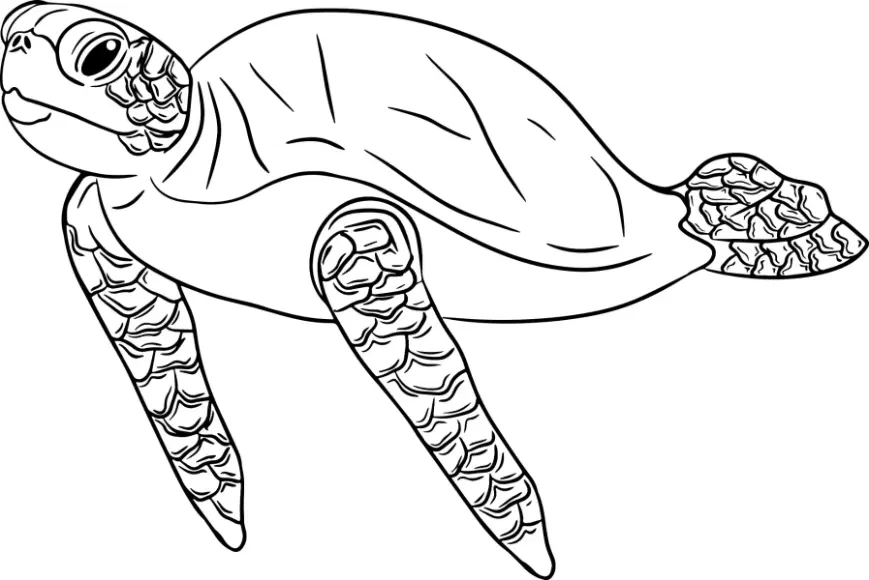 Free Turtle Picture To Color In