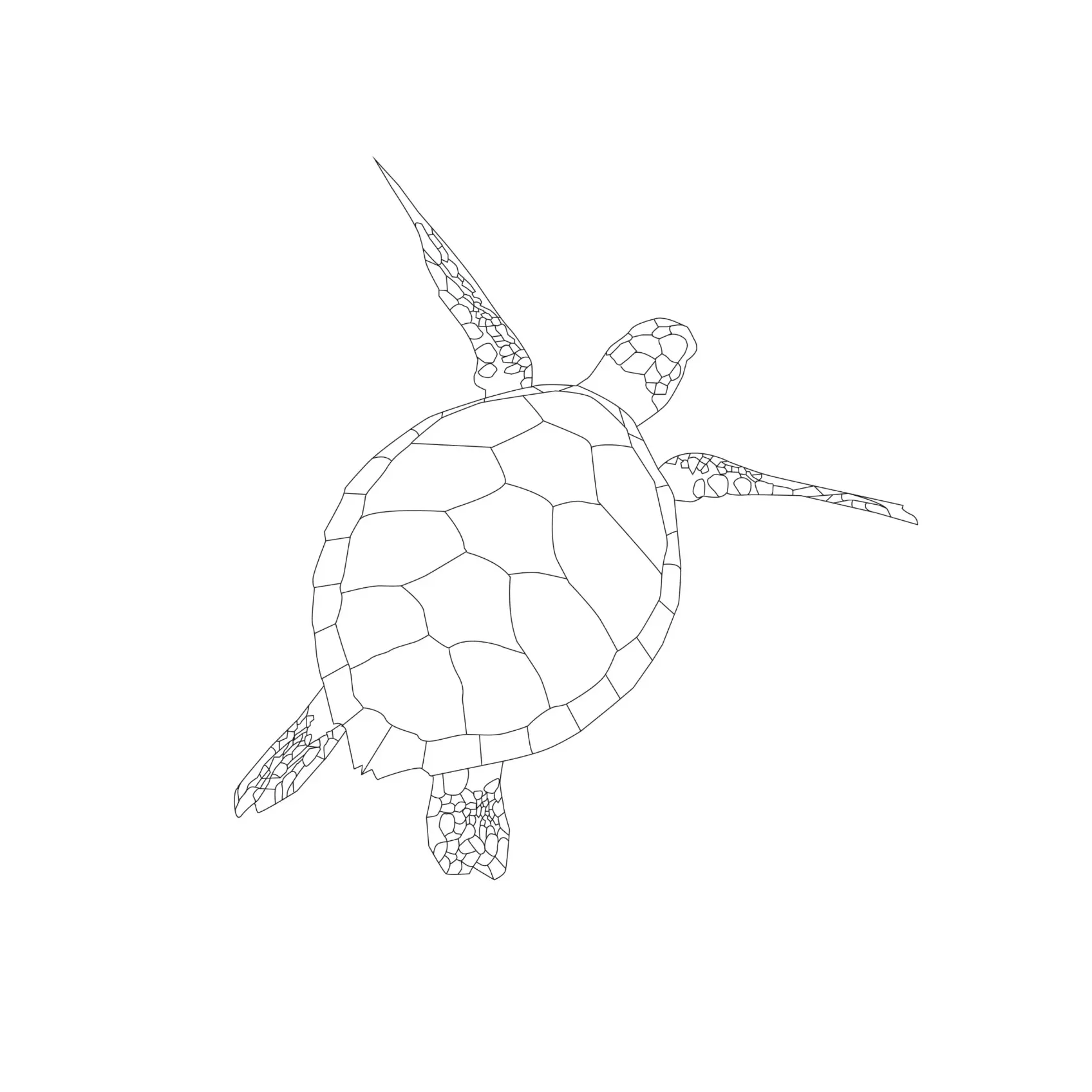 Free Turtle Picture To Color In