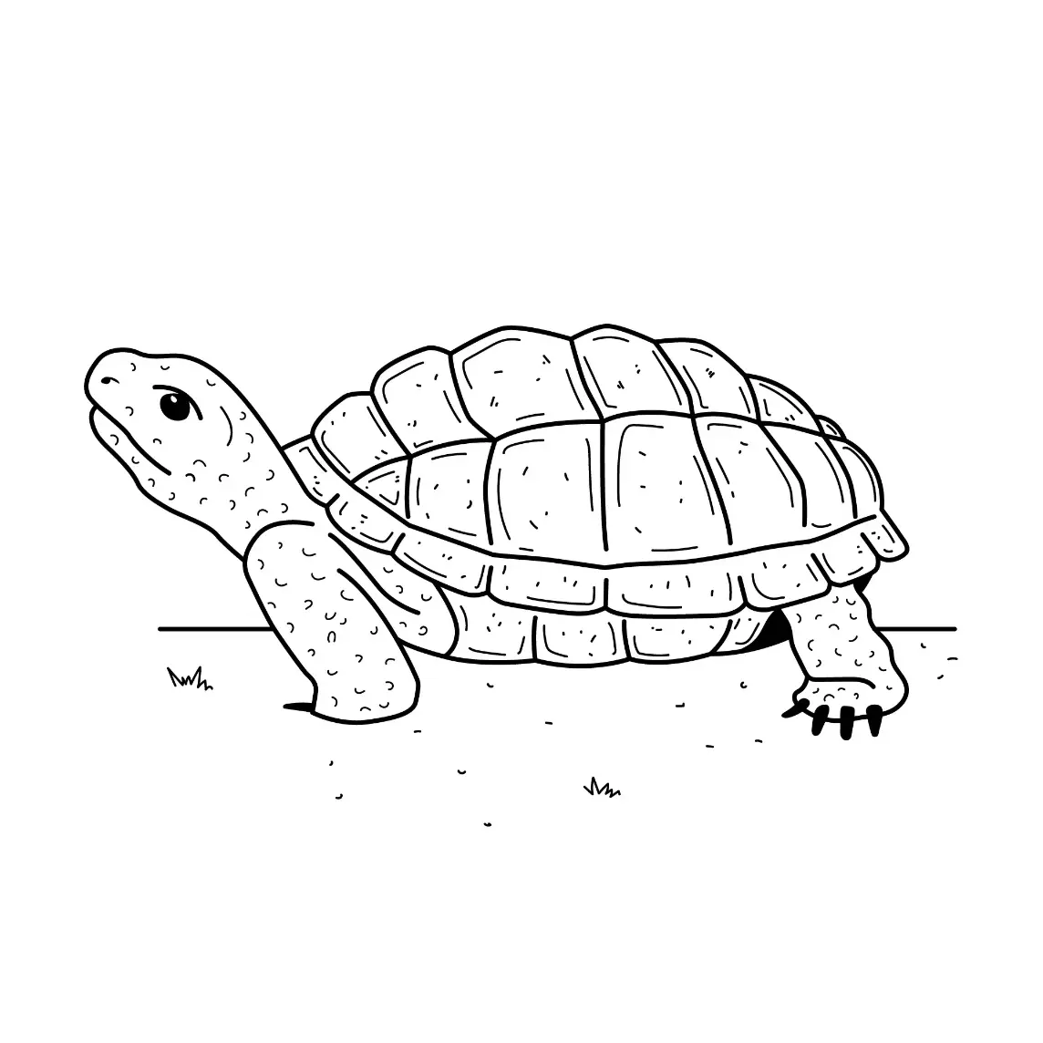 Free Turtle Picture To Color In