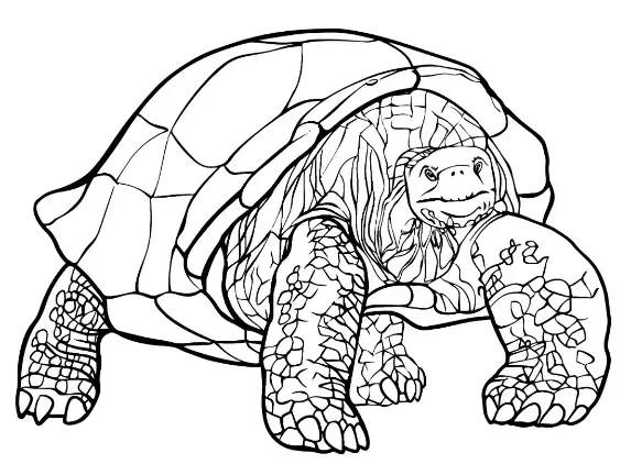 Free Turtle Picture To Color In