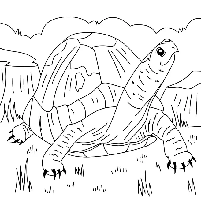 Free Turtle Picture To Color In