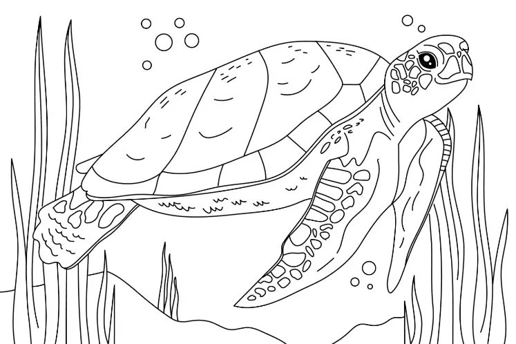 Free Turtle Picture To Color In