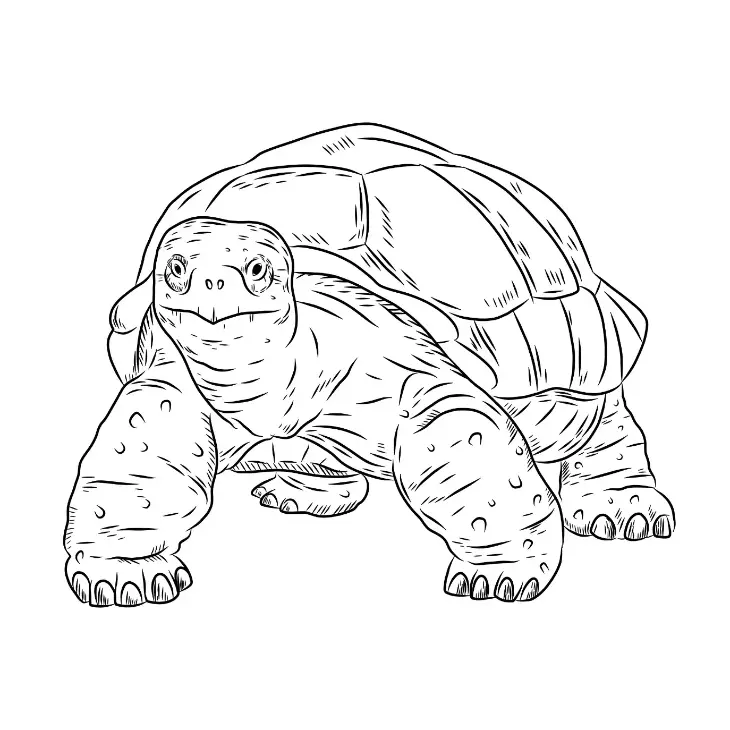 Free Turtle Picture To Color In