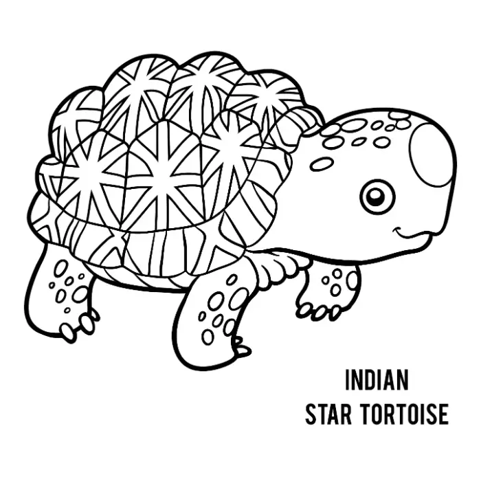 Free Turtle Picture To Color In