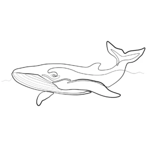 Free Whale Picture To Color In