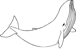 Free Whale Picture To Color In