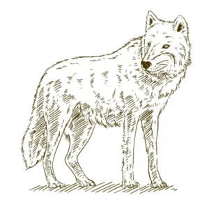 Free Wolf Picture To Color In